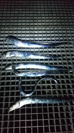 タチウオの釣果