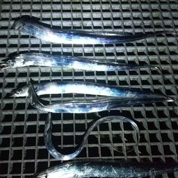 タチウオ