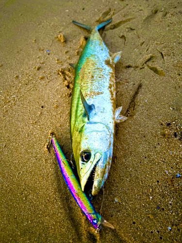 サゴシの釣果