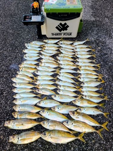 勝浦湾