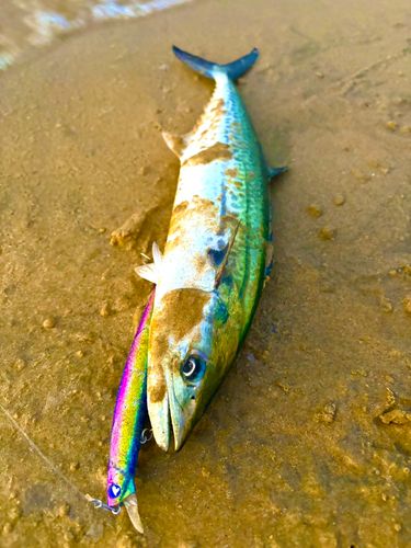 サゴシの釣果