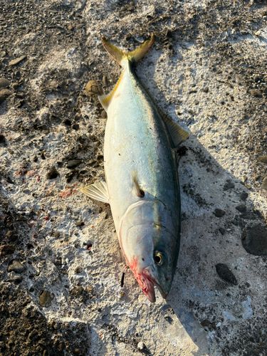 ツバスの釣果