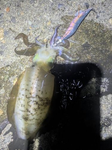 アオリイカの釣果