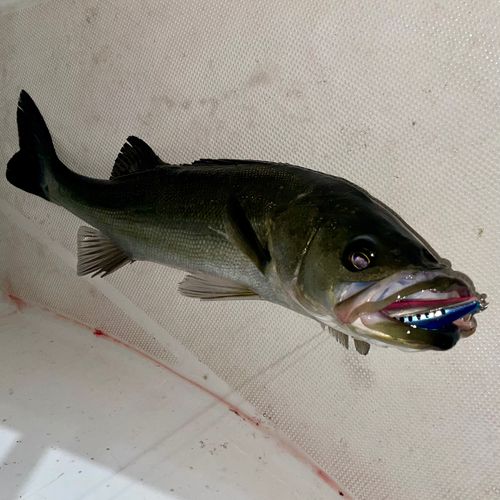 フッコ（マルスズキ）の釣果
