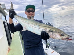 サワラの釣果