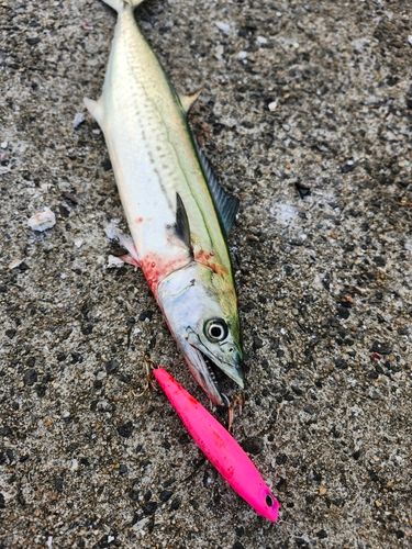 サゴシの釣果