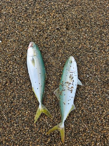 ワカシの釣果