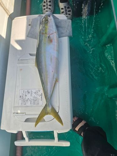 ワラサの釣果
