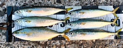 フクラギの釣果