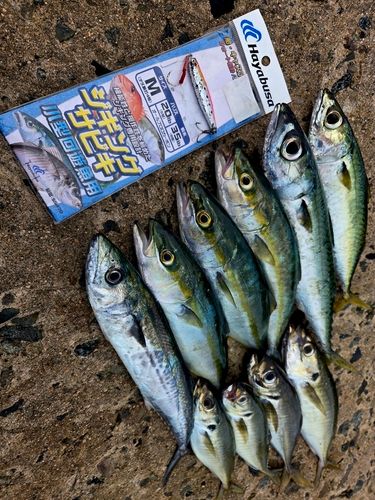 サゴシの釣果