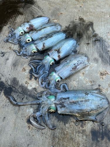 アオリイカの釣果