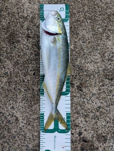 ワカシの釣果