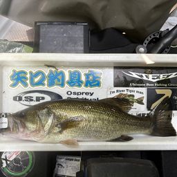 ブラックバス