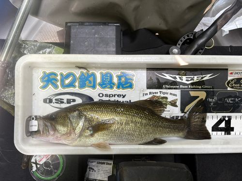 ブラックバスの釣果