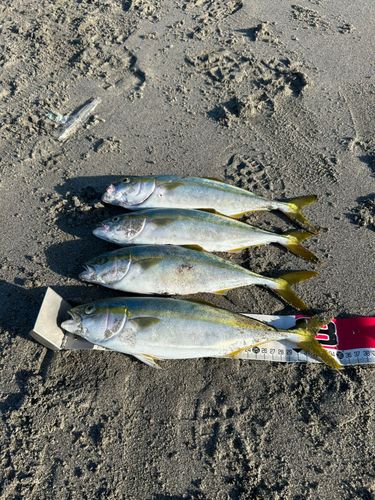 ワカシの釣果