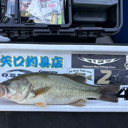 ブラックバス
