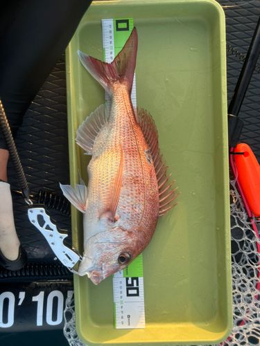 タイの釣果