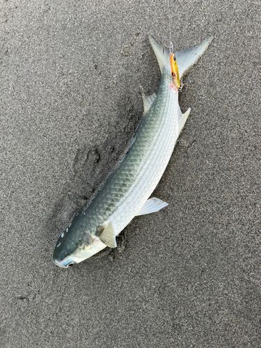 ボラの釣果