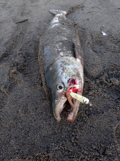 アキアジの釣果