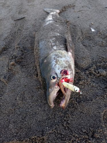 アキアジの釣果