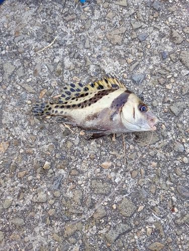 メッキの釣果