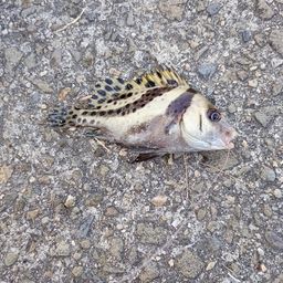 メッキ