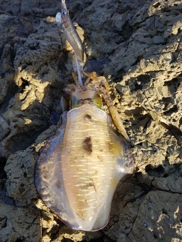 アオリイカの釣果