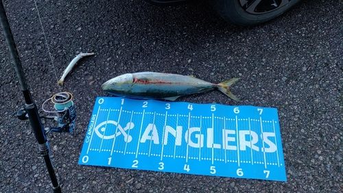 イナダの釣果