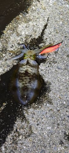 アオリイカの釣果