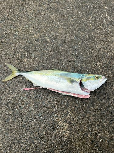 三陸海岸（青森）