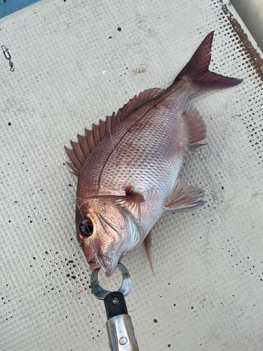 マダイの釣果