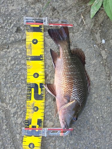 ゴマフエダイの釣果