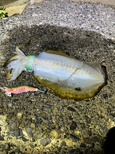 アオリイカの釣果