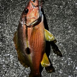 ニセクロホシフエダイ