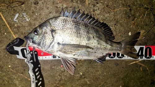 クロダイの釣果