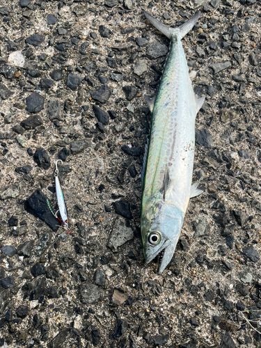 サゴシの釣果