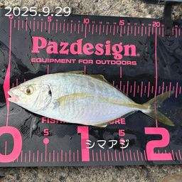 シマアジ
