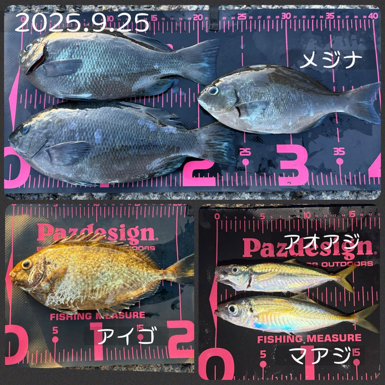 シマアジ