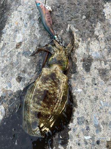 アオリイカの釣果