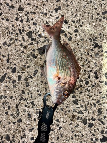 タイの釣果