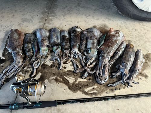 アオリイカの釣果