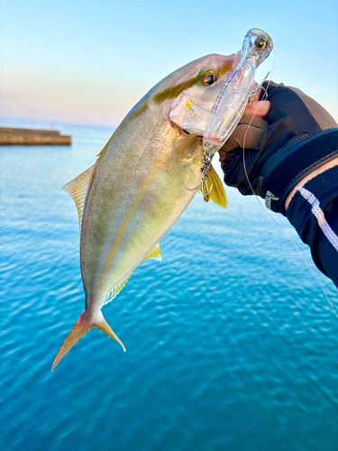 ネリゴの釣果