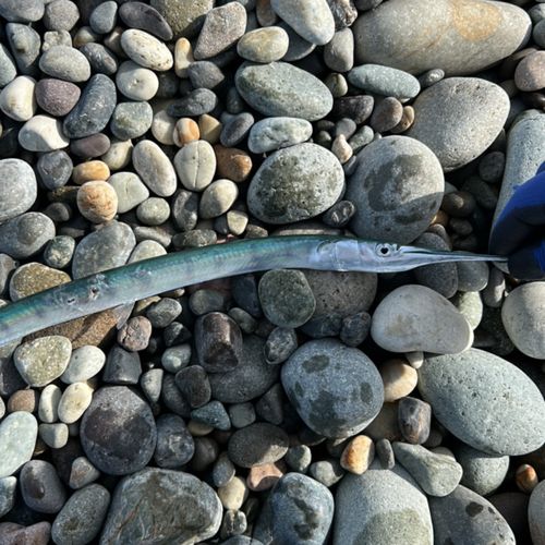 ダツの釣果