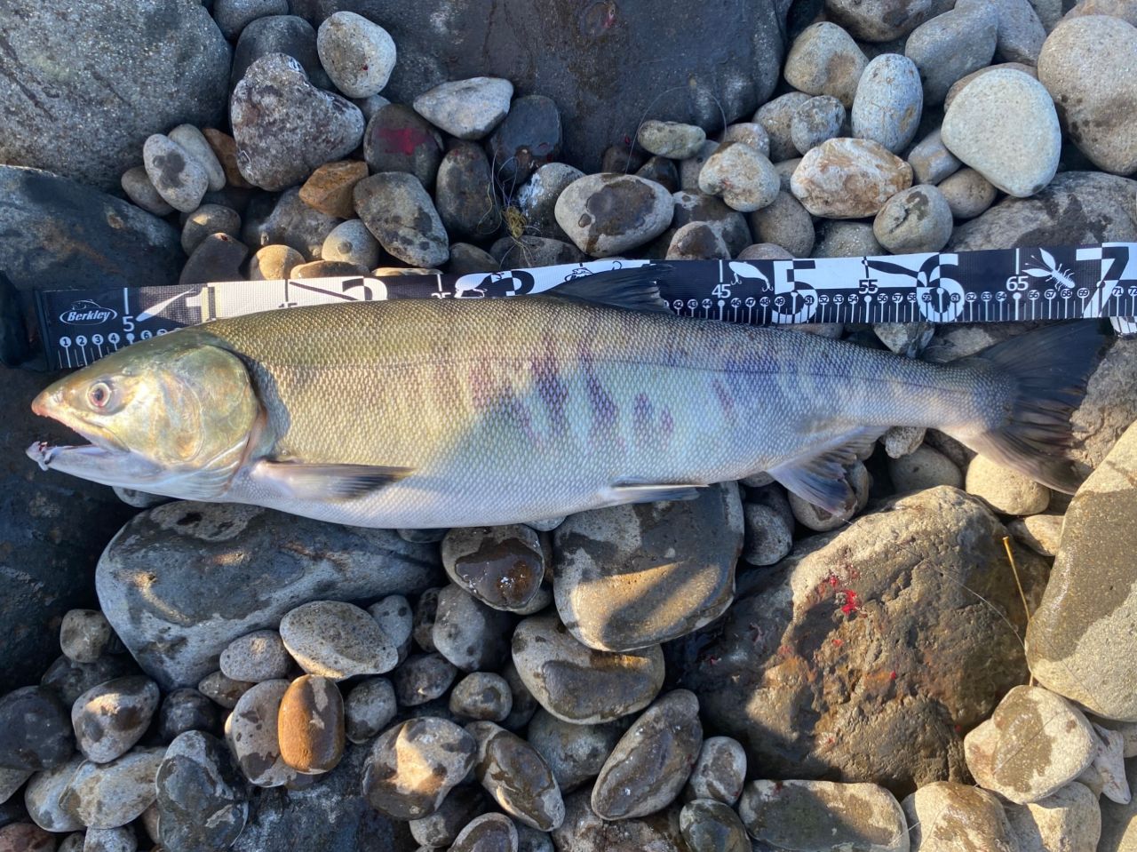 DAIWA 17ショアスパルタン スタンダード 106MHの最安値・インプレ