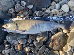 アキアジの釣果