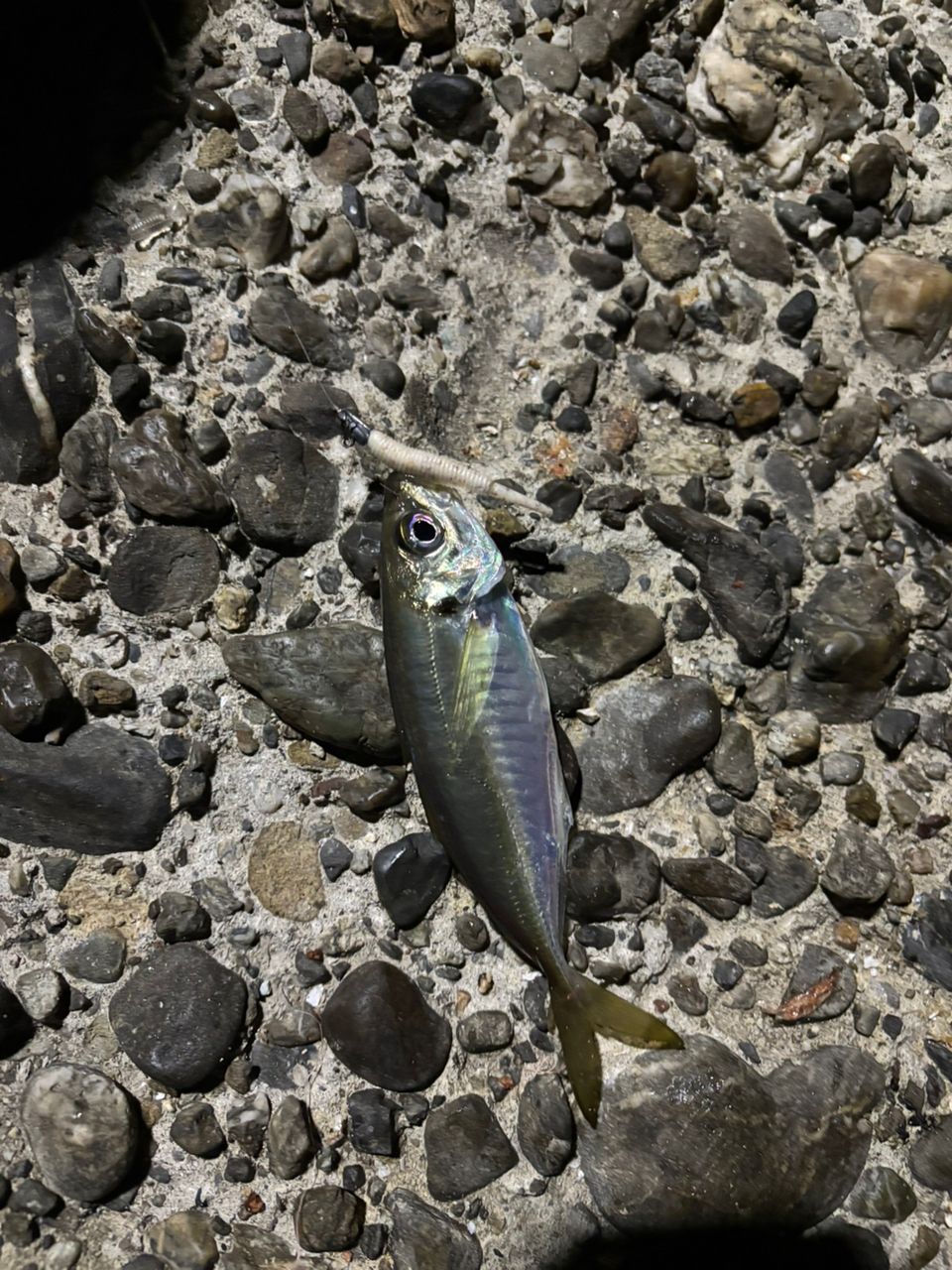 アジ