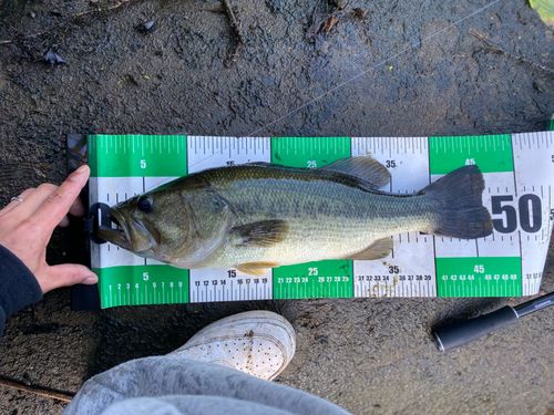 ブラックバスの釣果