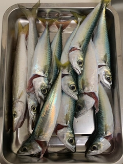 サバの釣果