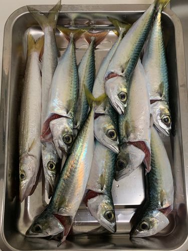 サバの釣果