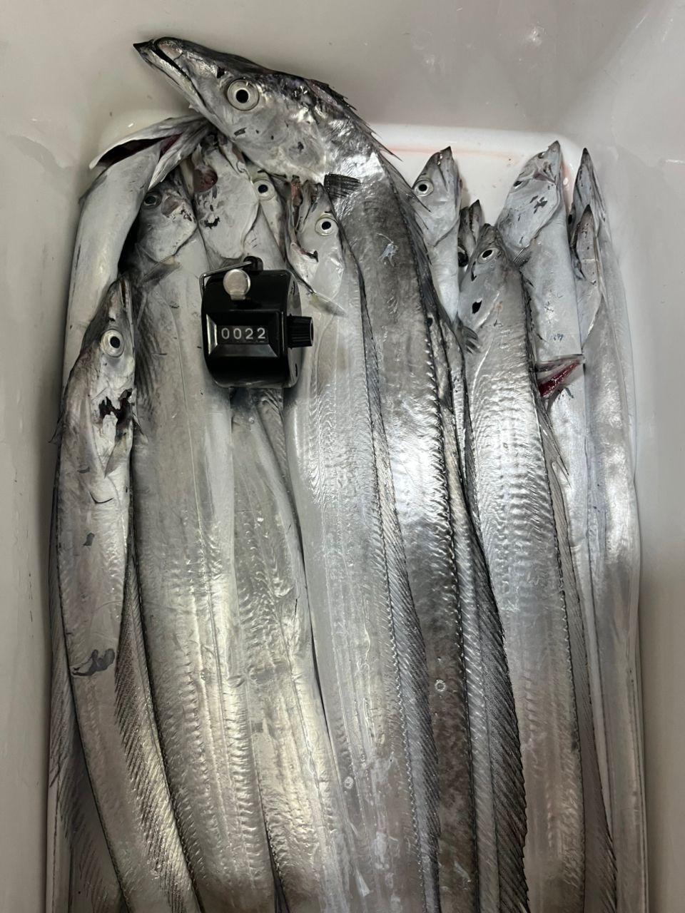 eichan.dさんの釣果 3枚目の画像